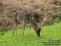 2006-1121deer